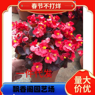 海棠花四季小叶红海棠花开花四季盆栽花卉花期长花卉室内花卉
