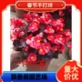 四季小叶盆栽花期花卉