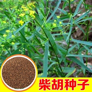 Base Wholesale Bupleurum Seeds Chinese Medicinal Seeds Chinese Herbal Medicine Seeds Ground Smoked Bupleurum Mountain Vegetables and Grass Firewood Seeds