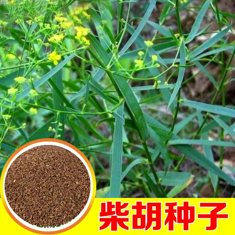基地批发柴胡种籽中药材种子中草药种籽地熏茈胡山菜茹草柴草种子
