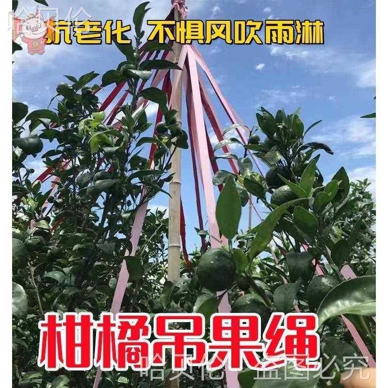 定型吊水弹力拉枝器布条绑带形吊枝果园支撑绳子拉枝果树柑橘
