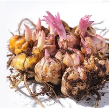 批发香水百合花种球 带芽四季易活种子籽绿植物球根花卉百合盆栽