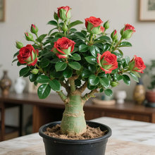 夏季新品沙漠玫瑰花盆栽四季花开庭院室内外阳台好养花卉绿植好养