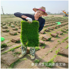 基地供应 早熟禾 高羊茅黑麦草 混播草坪 四季青草坪价格