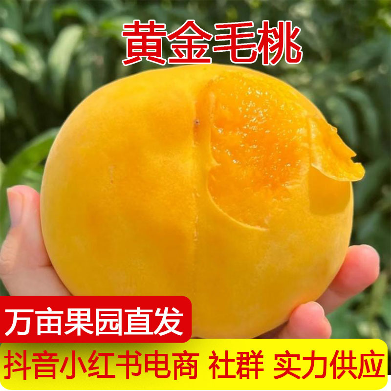 Shunfeng Direct Delivery from the Place of Origin: Golden Peaches, Yellow Peaches, Freshly Picked Fruits, Peaches, Honey Peaches, Crisp, Sweet, and Refreshing. One-Piece Dropshipping Available