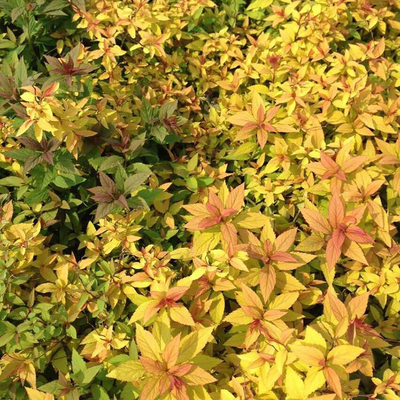 Оптом и оптом Ландшафтный дизайн Jinshan Spiraea Инженерные саженцы Золотое пламя Spiraea Зеленые саженцы Цветочный кустарник Цвет Блок Саженцы