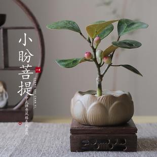 Little Bodhi Tree Potted Plant Indoor Zen Bonsai Office Desktop Easy-To-Care Flower Emotional Stability Green Plant