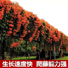 炮仗花爬藤植物盆栽藤本室外攀援庭院围墙浓香耐寒阳台长藤四季
