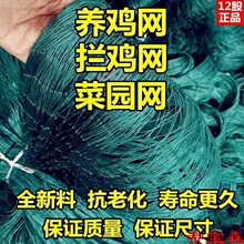 养鸡网养殖围网鸡网拦鸡网尼龙网家禽安全网隔离网菜园围栏防护网