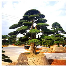 ���� �Ԯa���N 8���� ���� �_�h�� �辰  ���� ͥԺ �e�� ���^��