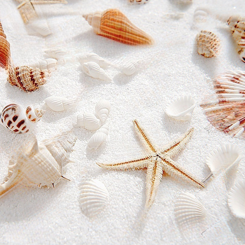 Decoration Set Decoration Photography Photo Props Props Starfish Props Background Photo Photography Shells