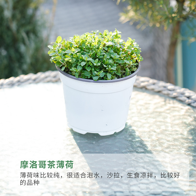 有寻植物薄荷盆栽食用香草柠檬猫薄荷庭院阳台可食用小苗室内驱蚊
