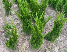 һlȰ،ɈAذؘͥԺ·Gֲ