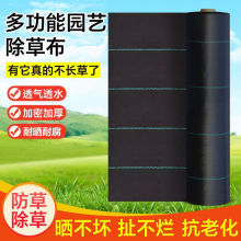 ���@���ݲ���ᔳ��ݵ�Ĥ�r�ô���w���ֲ��ڲ�͸��͸ˮ���ϻ��Ӻ�