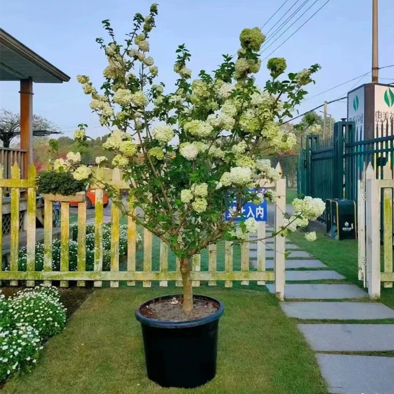 Древесная Гортензия Рассада деревьев Китайская деревянная Гортензия Аутентичные большие цветочные ведра Шар Крытый и открытый двор Горшечные морозостойкие цветы