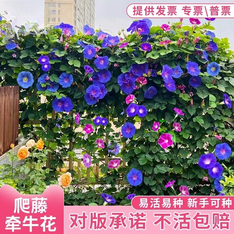 Семена Morning Glory, Morning Glory, цветок для скалолазания на открытом воздухе, четырехсезонные горшечные растения для посева и цветения, семена цветов, которые легко выращивать