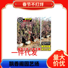 һ�����l�ش��{ݮ�玧���ͺ�����Y���Ϸ������Nֲ���Ե���ͥԺ�{