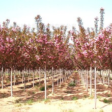 ѻԵͥԺeLձ޽әѻGľ