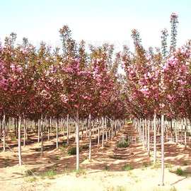 樱花树苗盆栽地栽庭院别墅大型风景树日本嫁接樱花绿化工程苗木