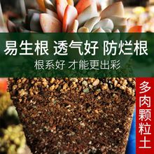 多肉土专用土透气通用型营养土70颗粒土小苗土老桩室内盆栽肉肉霜