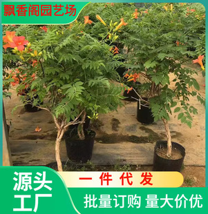 Dropshipping Lingxiao Flower Seedlings Climbing Vine Plants Courtyard Balcony Florals Multi-Season Flowering Potted Ground Seedlings United States