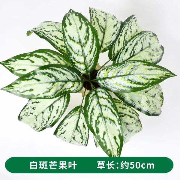 White Spotted Mango Leaves
