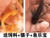 Golden Dragon + Pure Black Dragon Couple 8-10cm pair