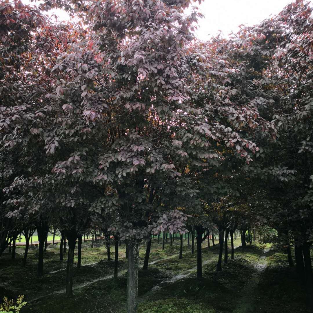 成都温江澄昊园林售红叶李各类乔木灌木详情咨询13730679058大树