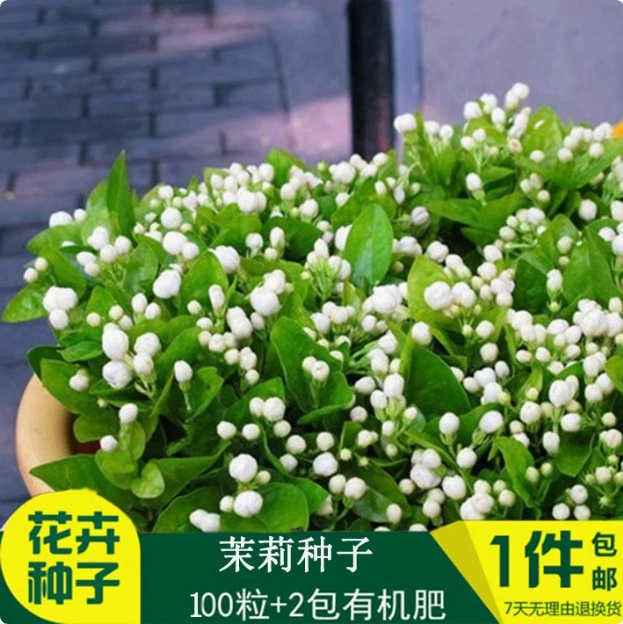 Семена жасмина Семена в четыре сезона в горшках посадка подходит для комнатного садоводства балконный двор цветущие семена