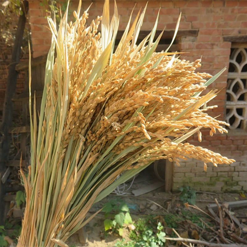 Рисовые колосья украшают натуральный настоящий рис