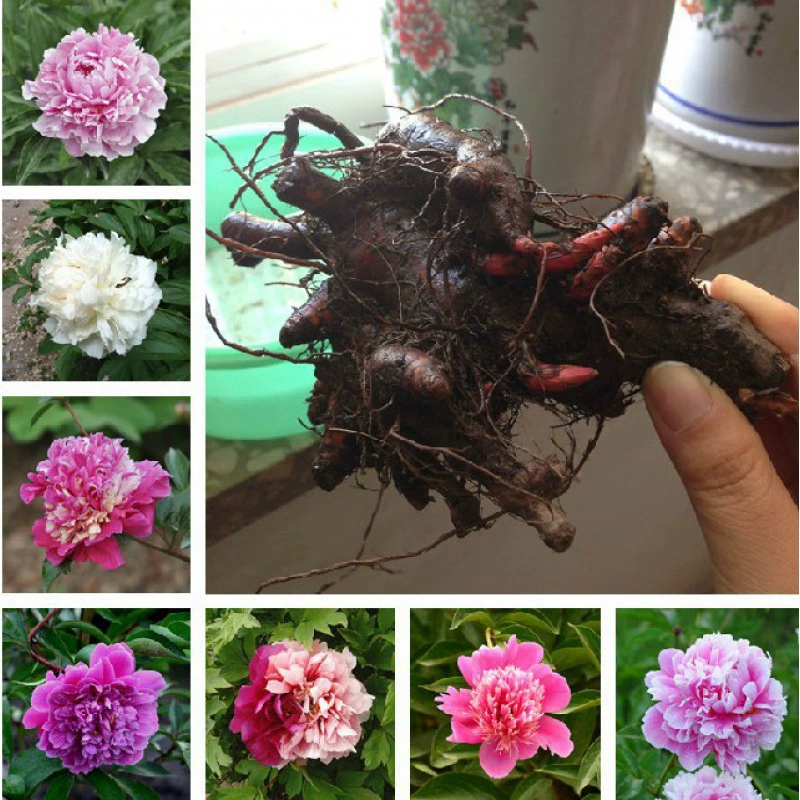 Многолетний пион корневой блок с бутоном пиона семена корень пиона цветок