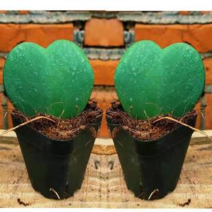 Succulent Plant Heart-Shaped Balcony Desktop Heart-Shaped Heart-Leaf Orchid Potted Plant
