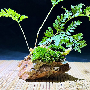 Ferns, Wolf-Tail Ferns, Indoor Desktop Hydroponic Moss Bonsai, Tea Table Green Plants Green Plant Micro-Landscape
