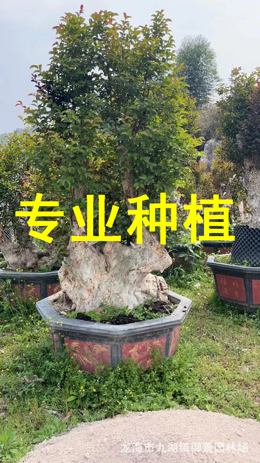 福建紫薇古桩 湖北紫薇桩景价格  安徽紫薇盆景 北京紫薇树桩