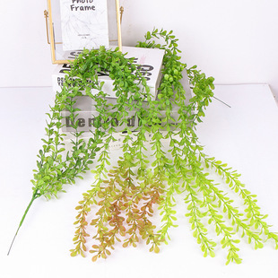 ����ֲ��Gɫ�����ڒ��ٗl �^���������҃Ȼ�c�Ҿ�ܛ�b�Gֲ���l