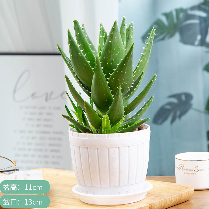 Night city aloe vera [wooden bucket] comes with fertilizer