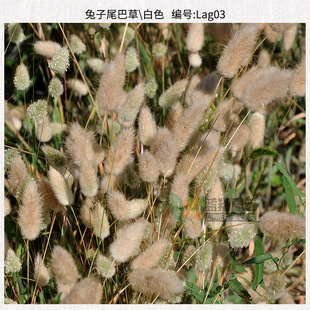 ���羳��؛������β�ͲݷN��Ȥζ�^�p��β�ݿ����ɻ��л��ݷN�Ӽ�