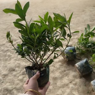 Xiaoshan Base to Sell Mao Dujuan Dujuan Maojuan Large Cup Small Cup Various Specifications and Varieties Qi Large Supply
