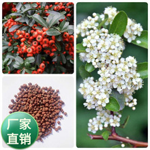 火棘种子火棘种籽林木树种子沙棘围墙铁篱笆种子红刺木黑刺耐旱寒