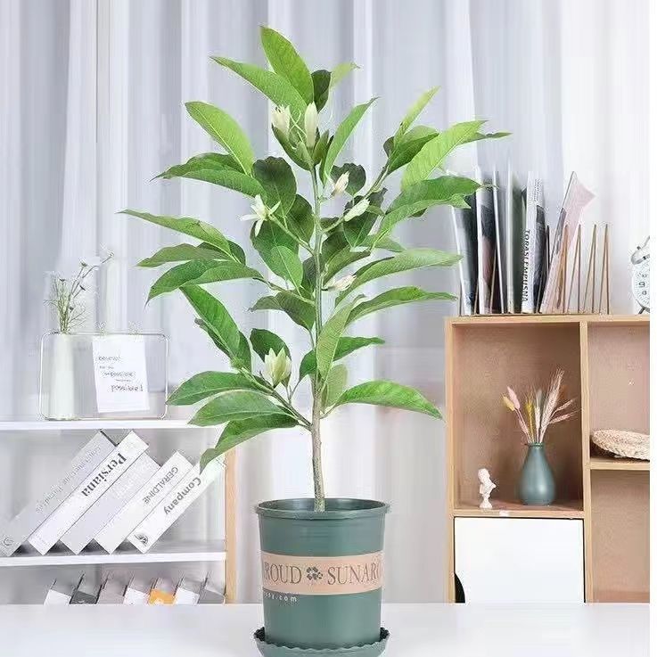 广东白玉兰白兰花盆栽黄角兰黄兰苗四季开花带花庭院阳台植物萍润