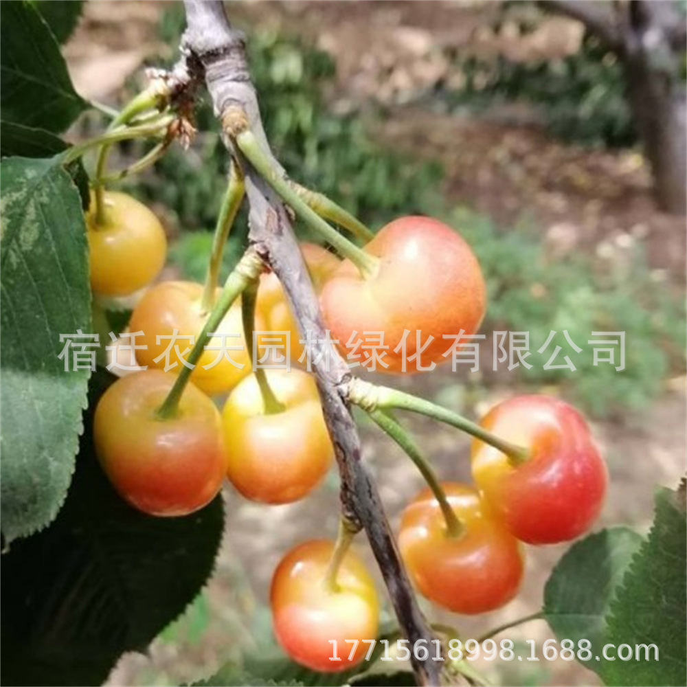 美国雷尼樱桃品种 美早 果实大 早熟丰产  嫁接矮化大樱桃树苗