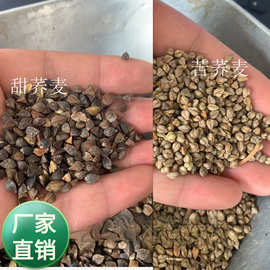 厂家批发苦荞甜荞金荞麦种子春秋蜜源绿肥杂粮作物饲养牧草种籽
