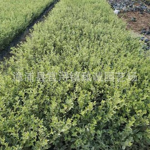 ���~Ůؑ�a�����l ���̾G����ľ���� ���~Ůؑ�@�ֻ���ֱ��