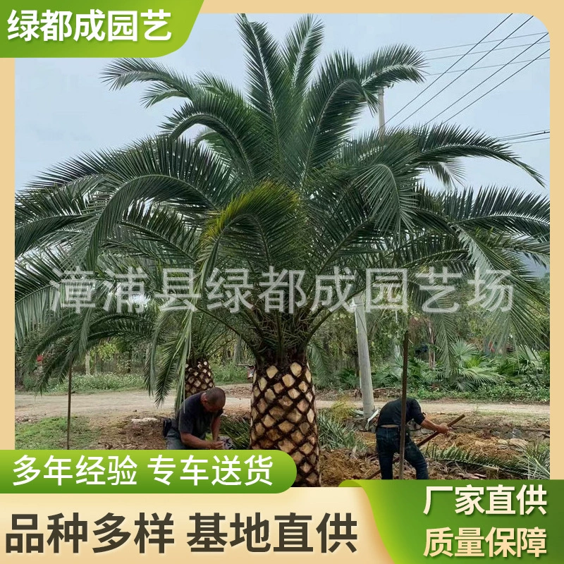 2 метра Саженцы Канарских фиников большие Канарские даты цена украшения Поставка Канарских дат