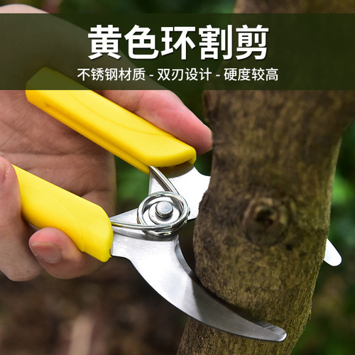 Manufacturer of fruit tree girdling scissors, stainless steel gardening shears, pruning shears, fruit branch shears, bark girdling scissors, garden tools