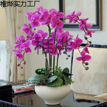 �����m���玧���������������m������͏d�҃�ֲ�ﻨ���ļ����B��