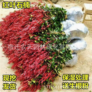 һ�����l�t�~ʯ骾G���� �ļ�����ͥԺ�G����ľ ����t�_�e�t�~ʯ