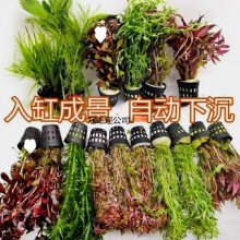 �~��ˮ��ֲ������쾰�ײ�ȫ�����ˮ�ݾGֲ�b�����ˮ��