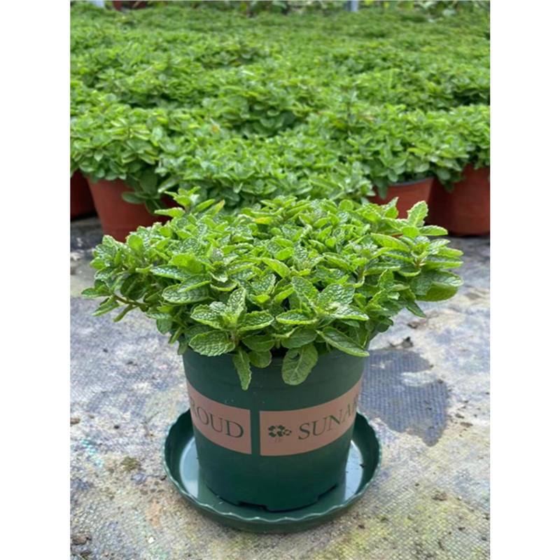 Planta de menta fresca comestible hoja de menta planta de jardín interior mosquitos repelente plantas de menta para gatos flores verdes