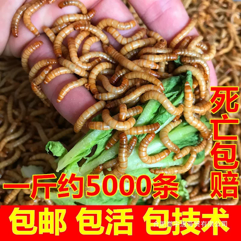 Bibiliary living mealworms living mealworms golden dragon fish scorpion rudin chicken thrush stone frog feed
